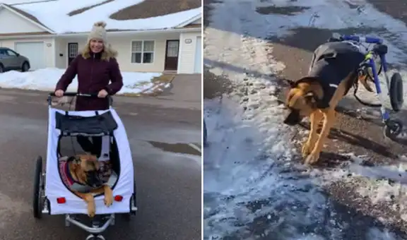 Adoptan a perrito con discapacidad y le obsequian una silla de ruedas