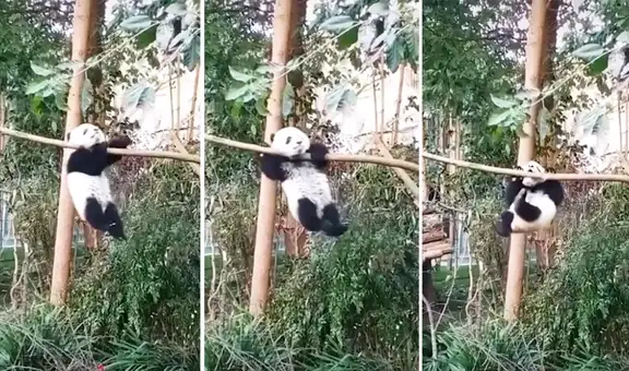 Oso panda es captado mientras se ‘divierte’ trepando de una rama
