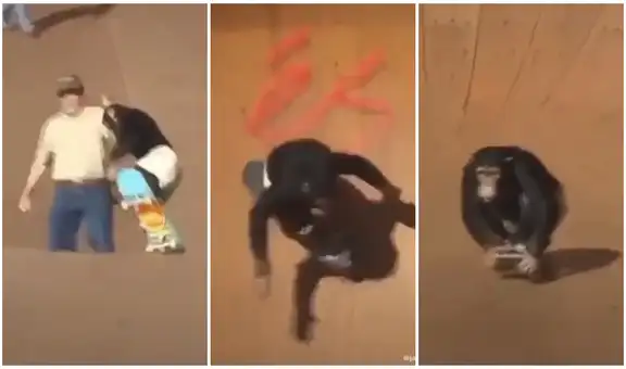 Mono se monta sobre un skate y hace trucos en la rampa 