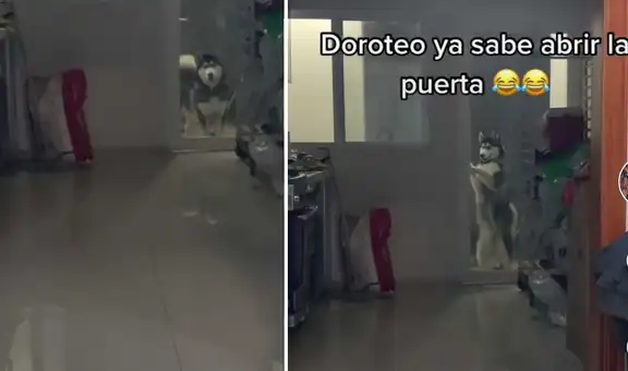 Perro ‘aprende’ a abrir la puerta del cuarto de su dueña cuando ella lo llama