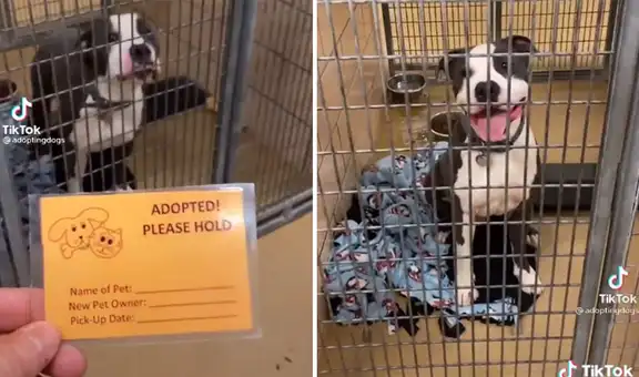 Hombre graba la ‘emoción’ de un perro al saber que será adoptado