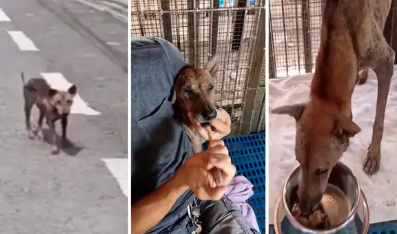 Perrita embarazada y abandonada en medio de la calle logró un final feliz 