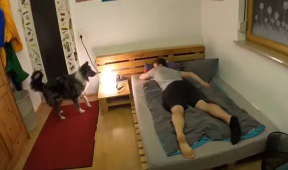 Perro entrenado apaga la luz, saca las medias de su dueño y le lleva comida