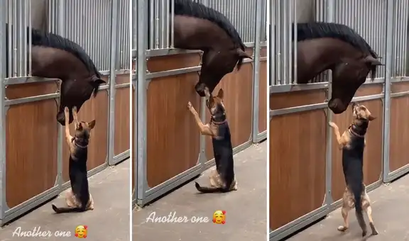 Lleva a su perro a un establo y este le da ‘caricias’ a uno de los caballos