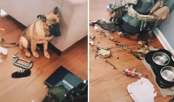 Joven vuelve a casa y descubre que su perro ocasionó un desastre en la sala