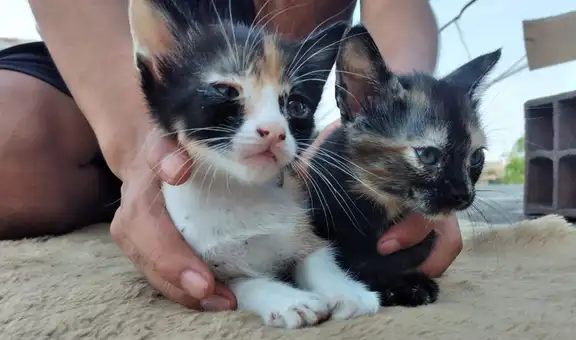 Buscan hogar para gatitas abandonadas en un basurero de Ventanilla