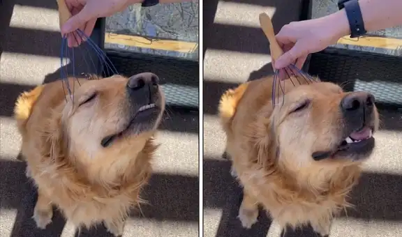 Perrito se viraliza al relajarse con un masajeador de cabeza 