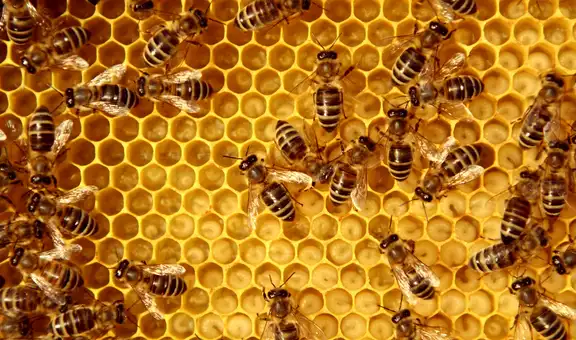 App usa la cámara de tu teléfono para hallar a la abeja reina de un panal