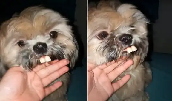 Perro luce como un conejo al ponerse dentadura postiza