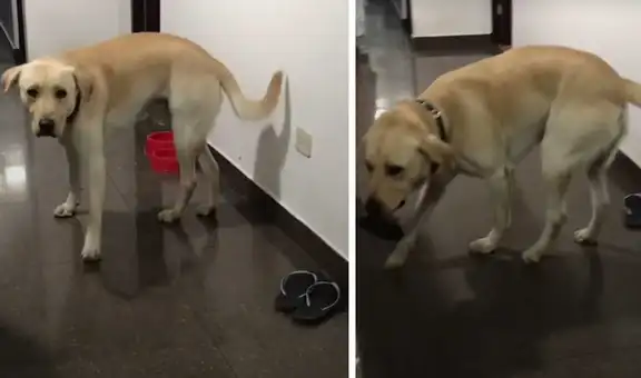 Perro obedece a las órdenes de su dueña y le entrega sus sandalias