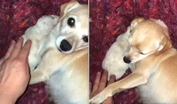 Perrita no permite que su dueña acaricie a su cría y le retira la mano