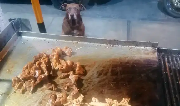 Perro sin hogar visita cada noche un restaurante para que le den de comer