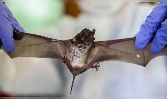 Tailandia: hallan murciélagos con un nuevo coronavirus análogo al SARS-CoV-2 