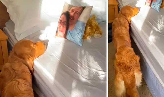 Perro ve la foto de sus dueños en la almohada y ‘cree’ que siguen durmiendo