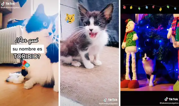 Dueña cuenta la curiosa historia de por qué le puso Toribio a su gato 