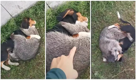 Mapache abraza con firmeza a una perrita y no la quiere soltar