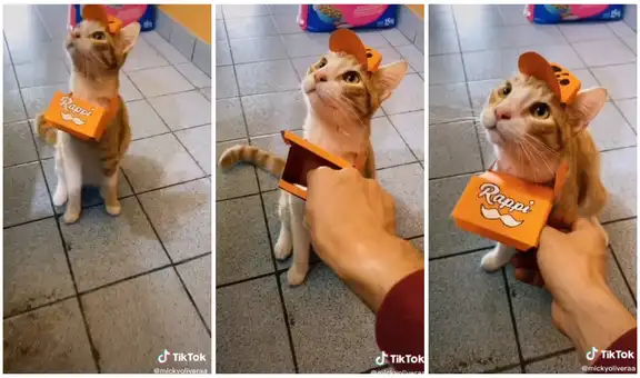 Hombre viste a su gato como repartidor y escena divierte