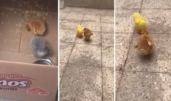 Pollito perdió a su amigo y su dueño lleva uno de plástico para acompañarlo