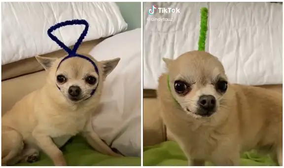 Disfraza a su perro como los cuatro teletubbies en una entretenida escena