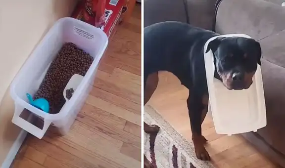 Perrito come sin permiso y se pone en evidencia atorándose en una tapa