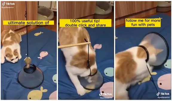 Dueña muestra cómo colocarle un collar isabelino a un gato