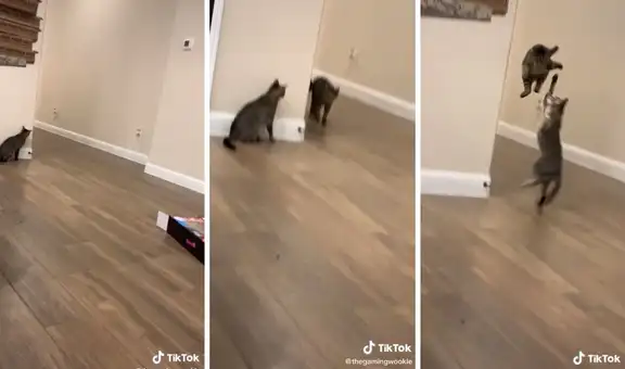 Gatito se esconde tras la pared para asustar al otro gato de la casa