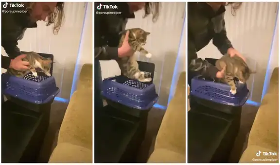 Gatita no quiere que la metan en una caja transportadora e intenta escapar