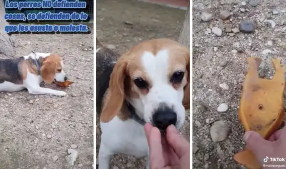 TikTok: adiestrador explica cómo debemos quitarle un objeto a un perro