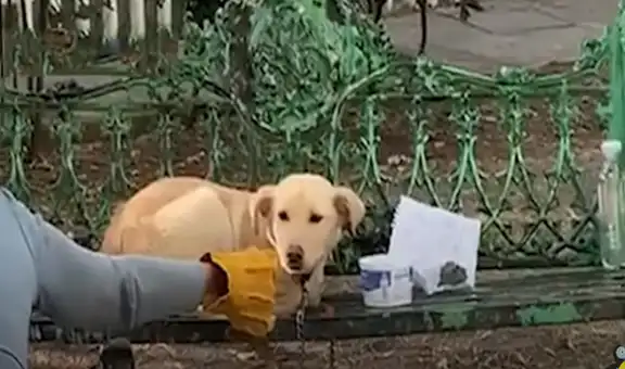 Mujer encuentra a perro atado en una banca con una nota muy conmovedora