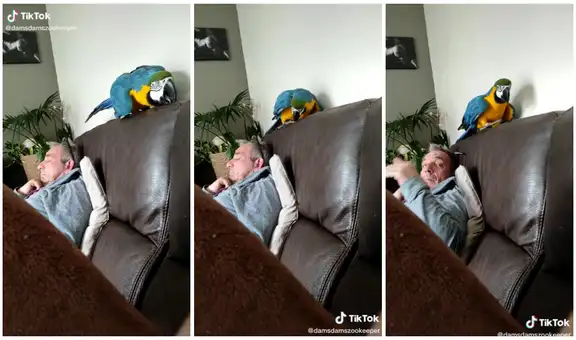 Papagayo despierta a su dueño luego de quitarle los anteojos