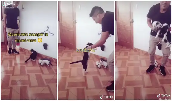 Dueño ‘baila’ con sus gatos cuando llega a casa y escena divierte