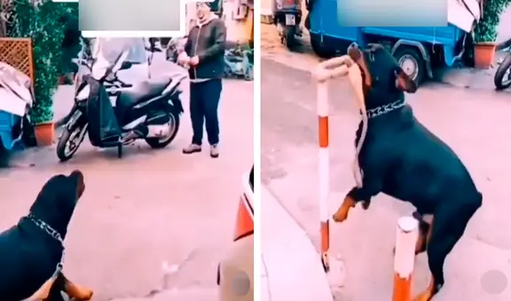 Rottweiler sorprende al quitarse la cadena y correr detrás de un hombre