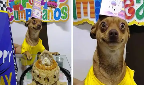 Organizan fiesta de cumpleaños a su perro y este sorprende con su reacción