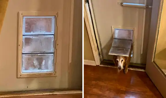 Perrita finge salir al ‘baño’ para que su dueña le de un premio