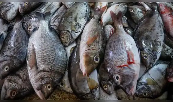 En el Perú, 7 de cada 10 pescados se venden con otro nombre