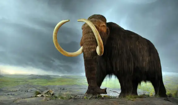 Excesiva caza humana determinó la extinción de los mamuts, sostiene estudio