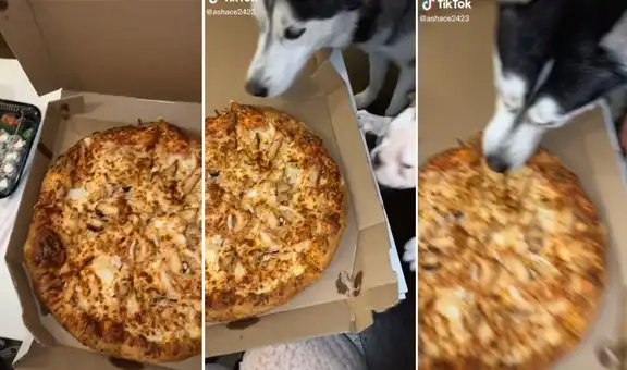 Pide una pizza por delivery y su perro se la arrebata en segundos