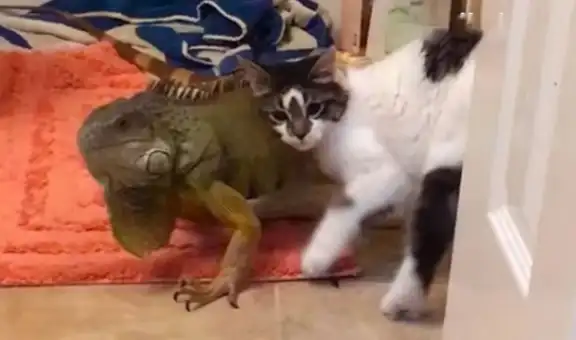 Gato quiere acurrucarse con iguana para darle cariño, pero esta se lo impide