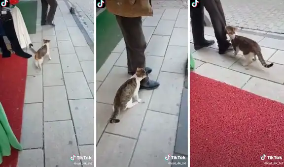 Gato se aferra a la pierna de un transeúnte para que lo adopte
