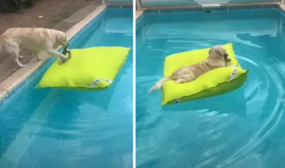 Perro se recuesta sobre un gran cojín para tomar una siesta en el agua