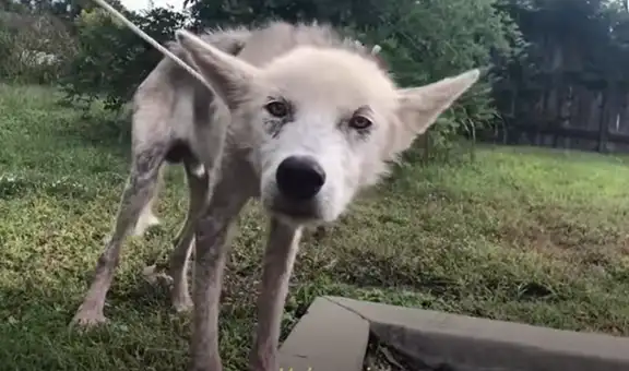 Fonzie, el perro que fue rescatado tras aparecer en deplorables condiciones
