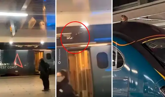 Gato detiene servicio ferroviario al negarse a bajar del techo de un vagón