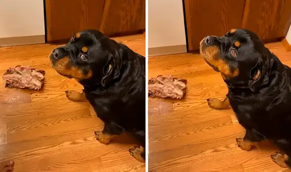 Perro es regañado tras llevarse la mitad de un pavo de la cena
