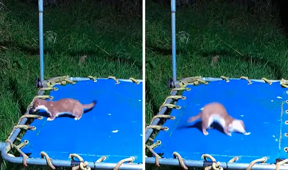 Compra un trampolín y se entera que pequeños armiños la usan a escondidas