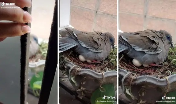 Joven encuentra a una cuculí que armó su nido en una maceta de la casa