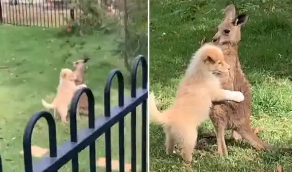Captan el tierno ‘abrazo’ entre un perro y un canguro en medio de un parque