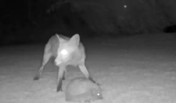 Cámara silvestre capta el épico encuentro de un zorro bebé con un erizo