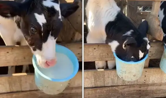 Vaca no contiene su antojo y sumerge su cabeza en un balde con leche