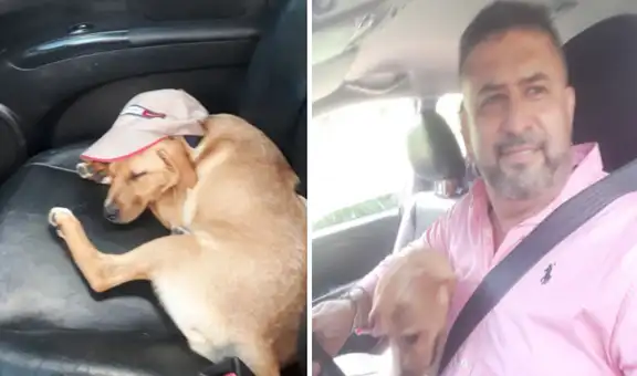 Hombre rescata a perrita abandonada en la carretera y decide adoptarla