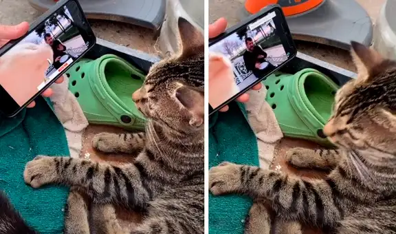 Gato mueve la cabeza al ritmo de la música tras ver a su compañero bailando